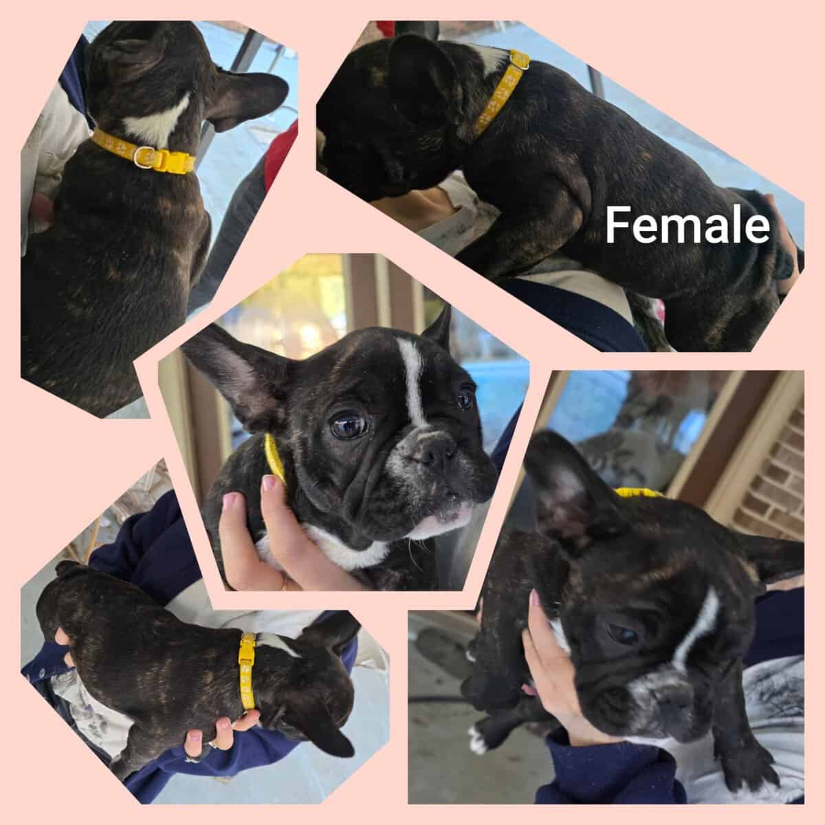 French bulldog puppies Ozark, AL image 1