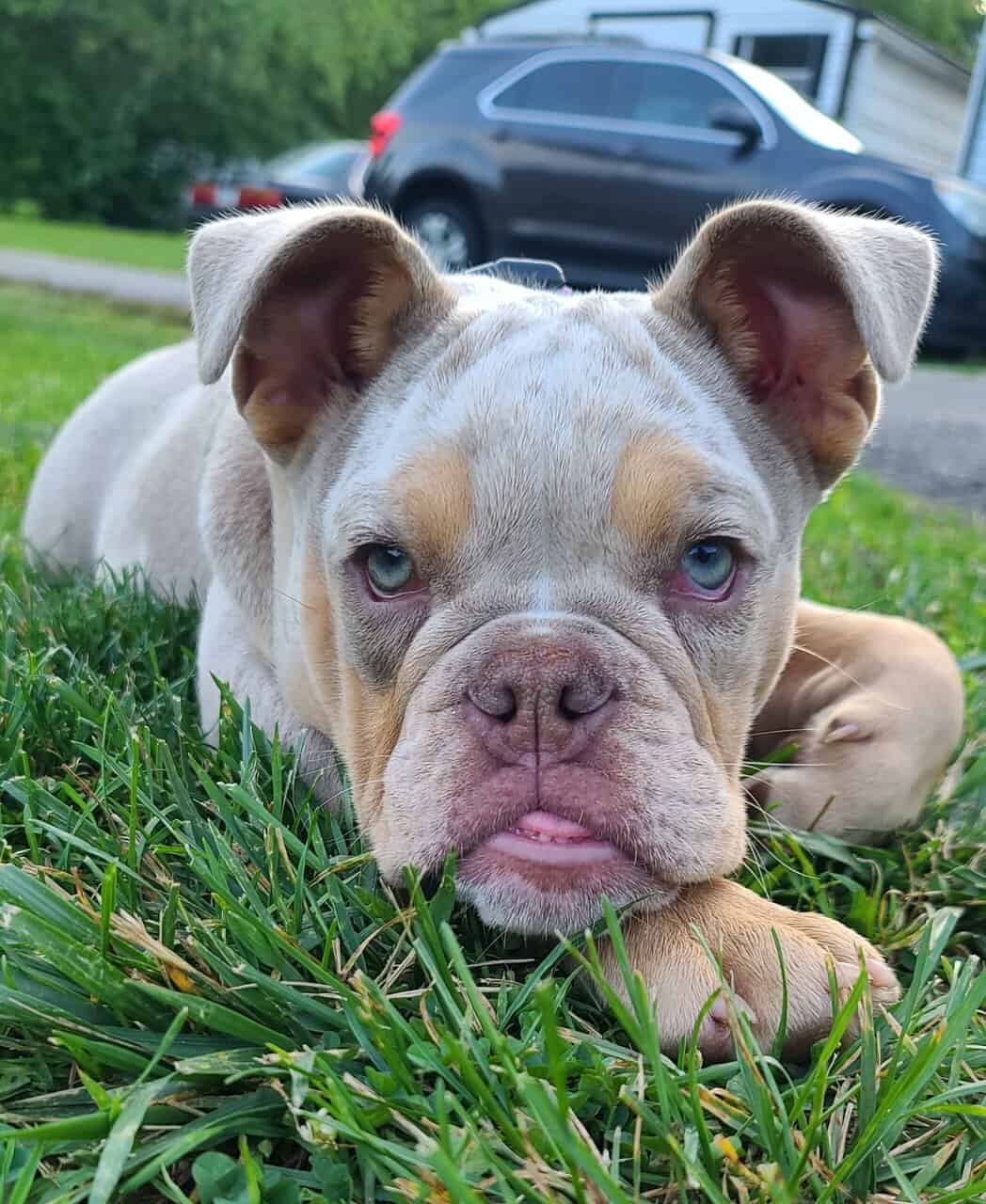 11 Month AKC Lilac Merle English Bulldog image 2