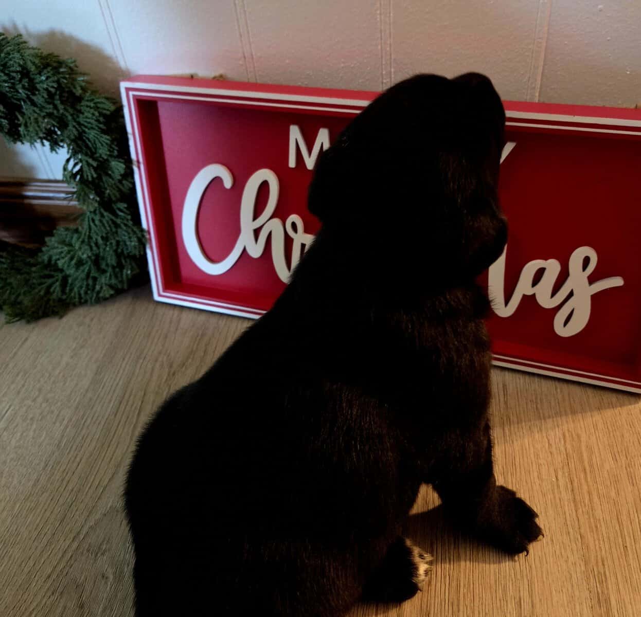 Labrador puppies image 4