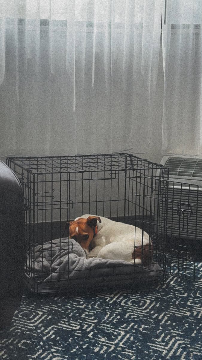 Meet Comet — The Sweetest Jack Russell image 4