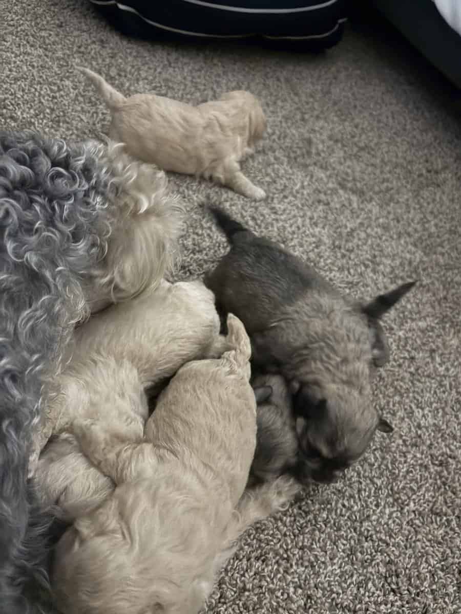 Puppies for sale image 7