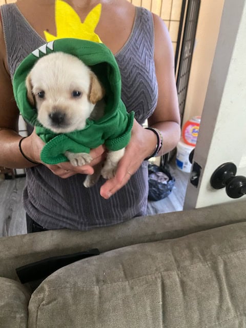I have 3 puppies for sell image 5