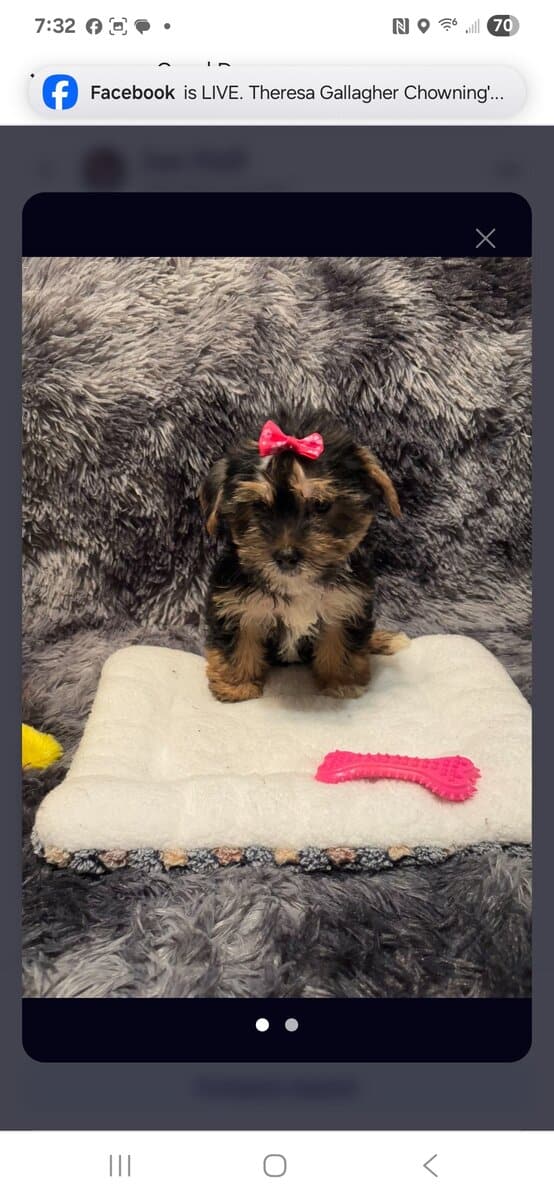 Female Yorkie puppy for sale image 4
