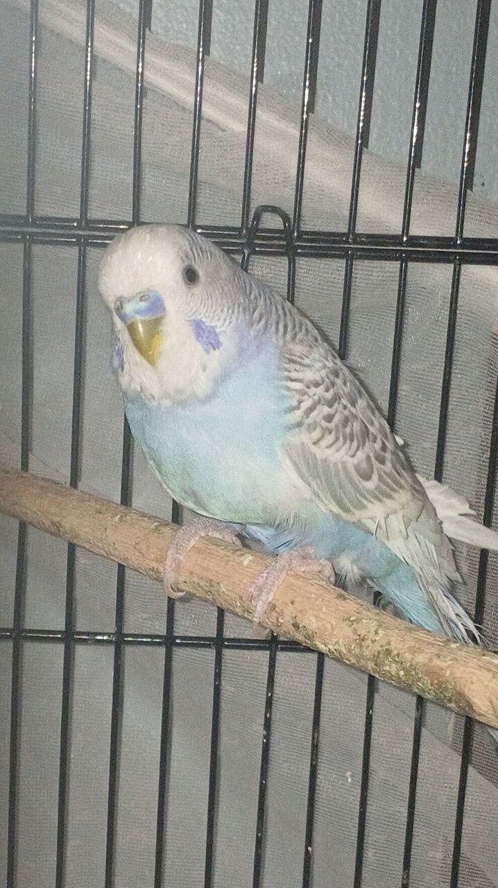 (Unavailable) White and blue mutation budgies image 3