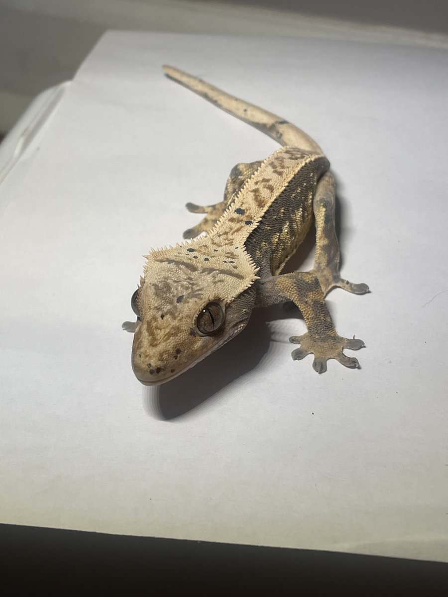 Crested gecko male 19g image 1