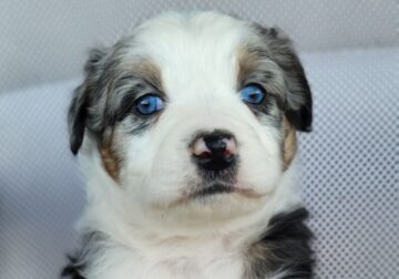 Lina australian shepherd