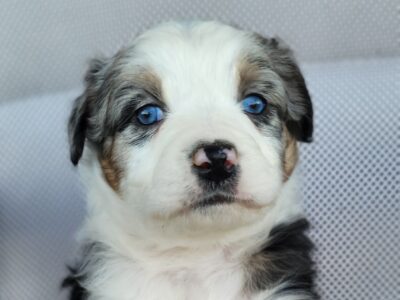 Lina australian shepherd
