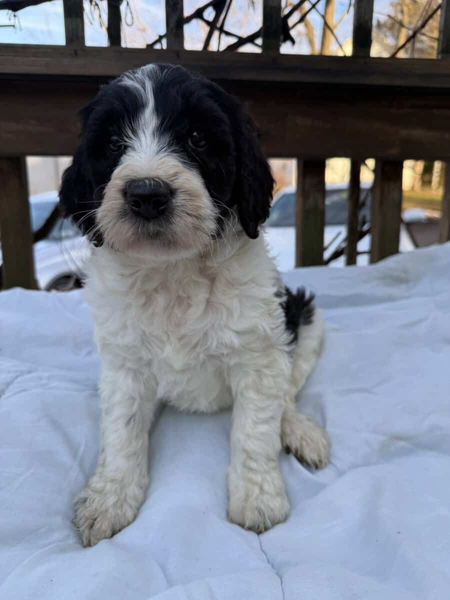 Goldendoodle image 1