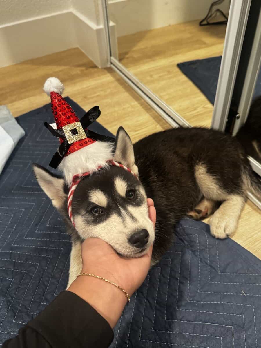 2 Full Breed Husky pups image 2