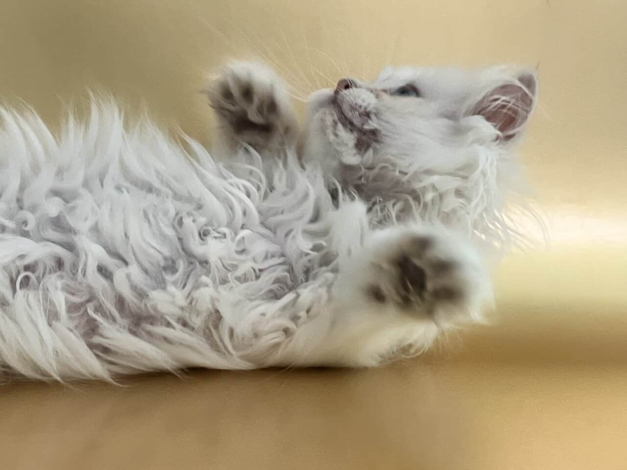 Silver chinchilla British longhair male image 5