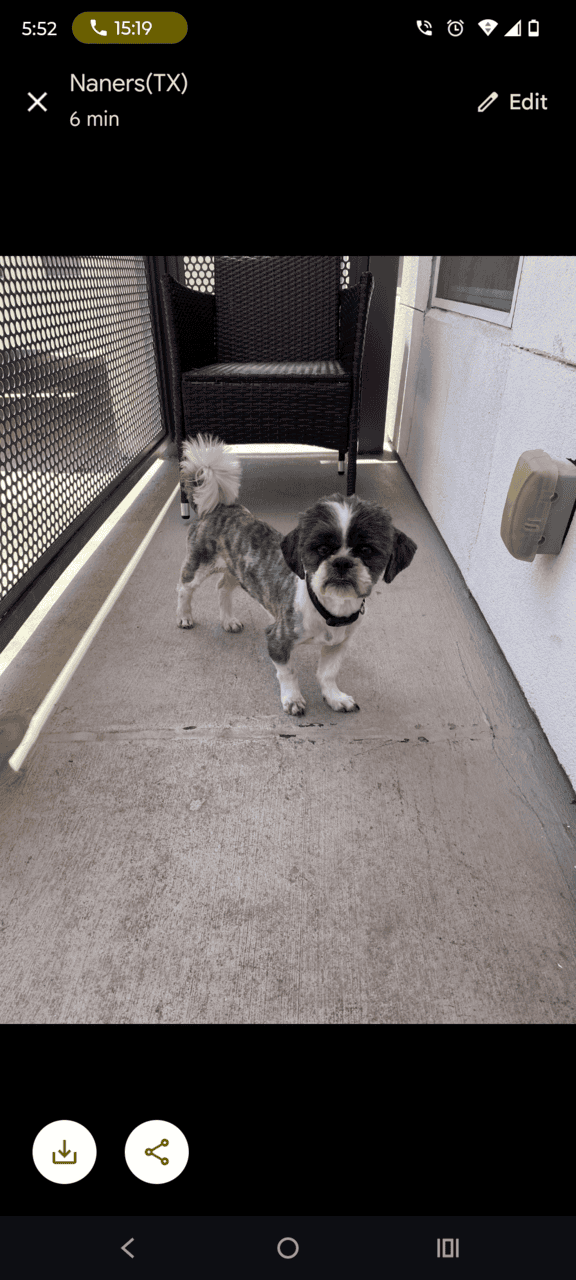 A Loving Dog , Needs A loving Home. image 2