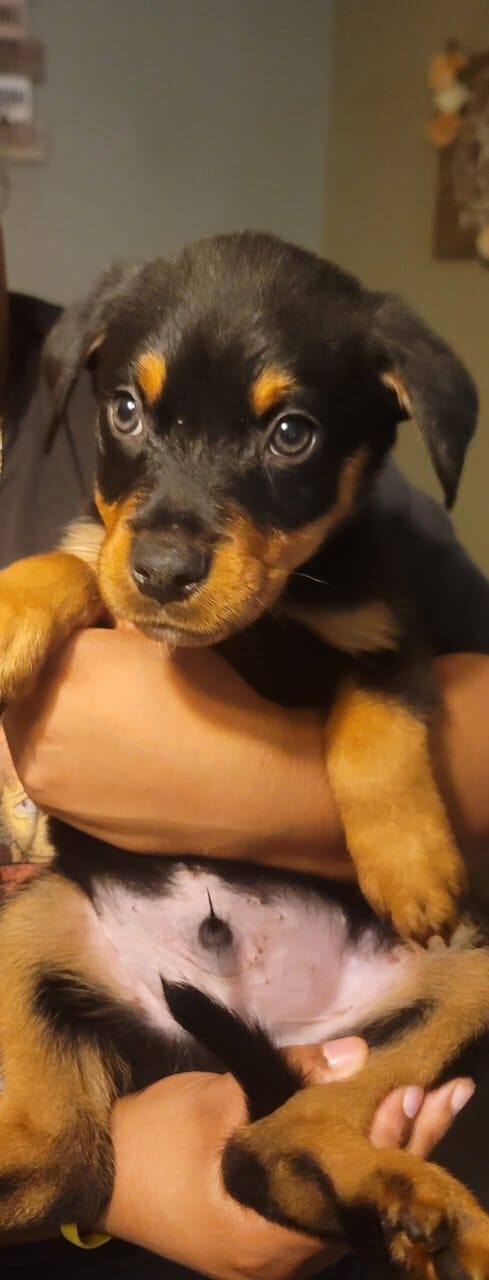 Puppies For Sale image 4