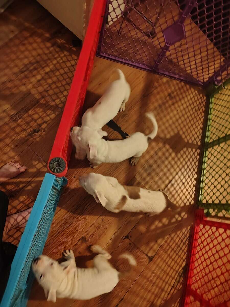 REHOMING PITBULL PUPPIES ASAP image 2