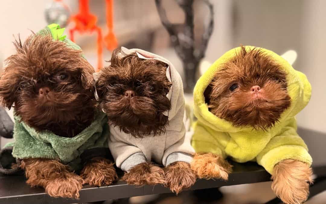 Shih Tzu for sale image 1