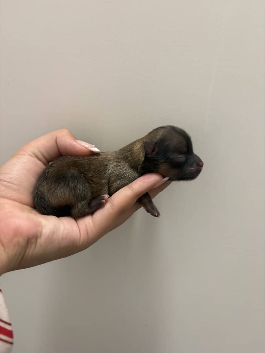 Pomeranian pups image 3
