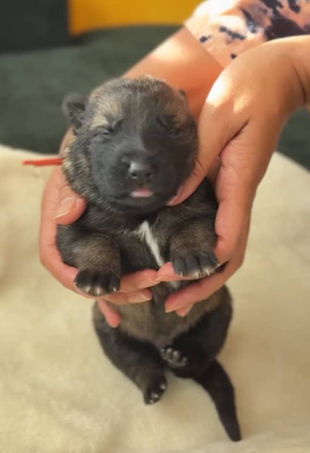 AKC Registered, Top Pedigree, Working GSD Puppies image 7