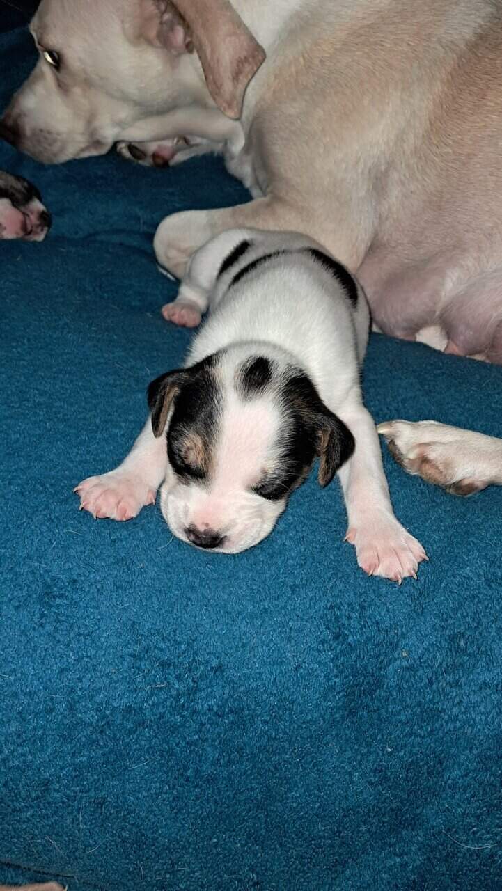 American staffordshire terrier and rat terrier image 1
