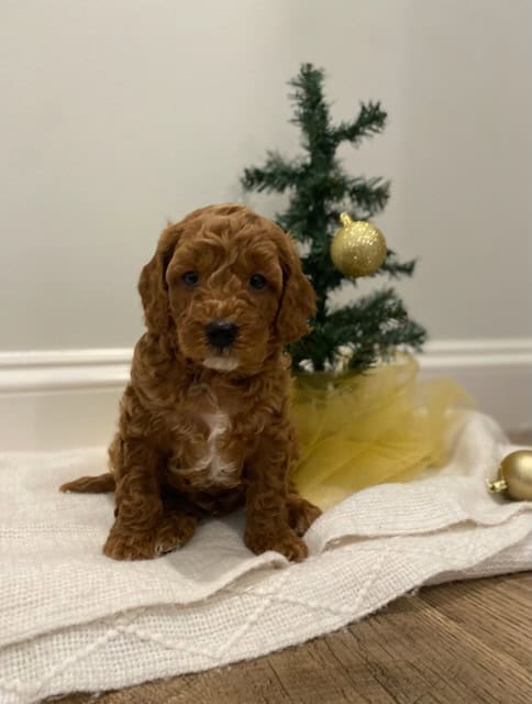 Cavapoo Puppies image 1