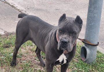Cane Corso Adult Male & Puppies