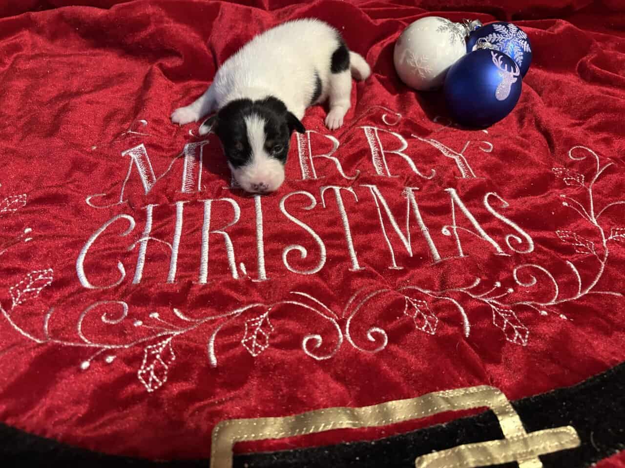 Rat terrier puppies image 5