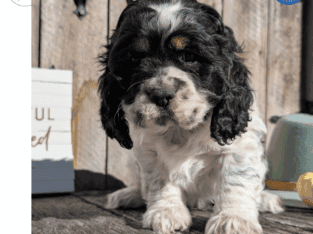 Rocco (Cocker Spaniel)