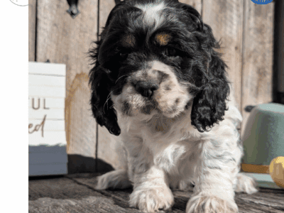 Rocco (Cocker Spaniel)