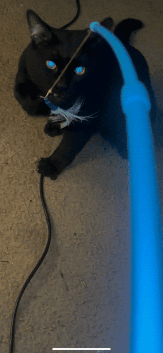 Black Male Cat Needs a Home! image 3