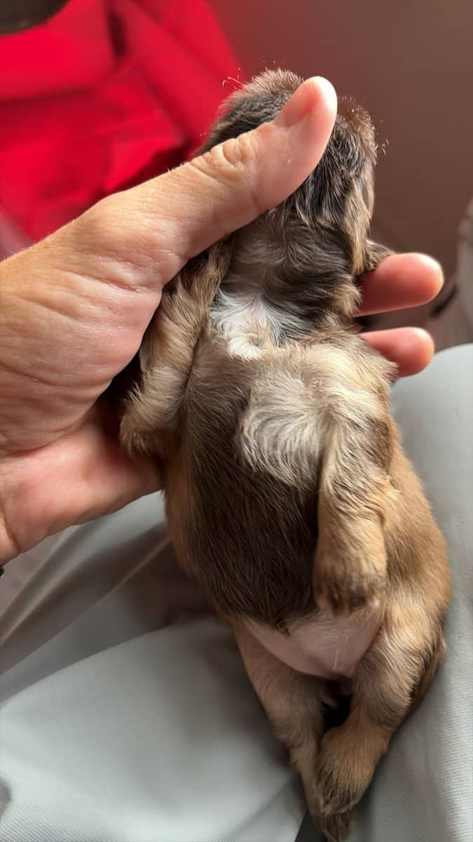 Pure shih tzu micro only one male available image 3