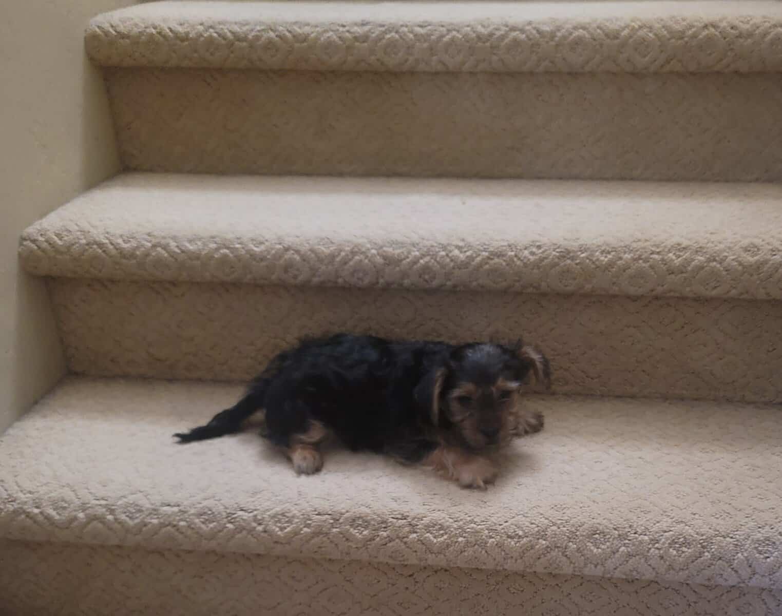 Yorkie Puppy image 1