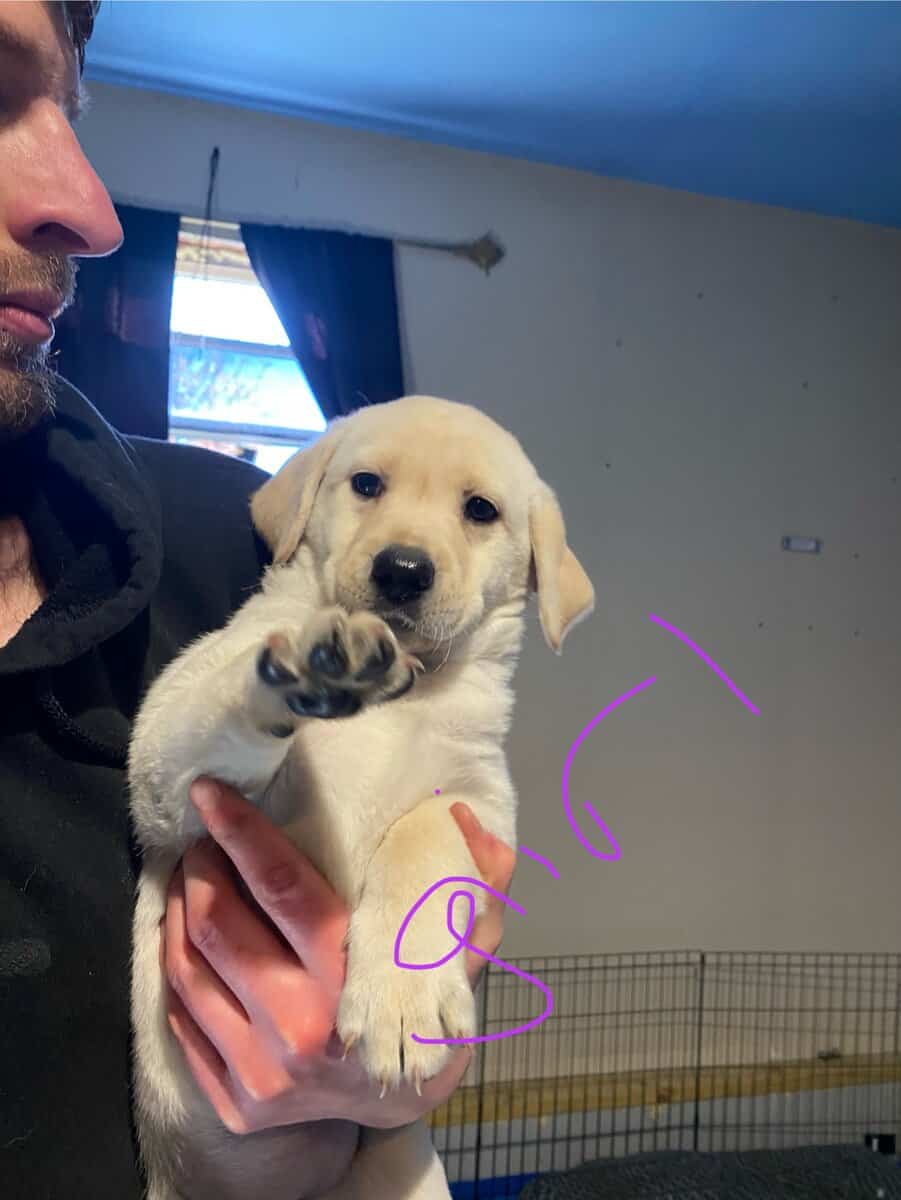 Purebred Labrador retriever puppies image 5