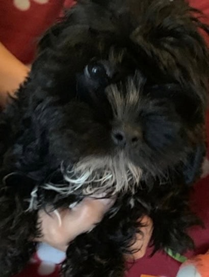 Gorgeous CockaPoo's Females Black w White Markings image 1