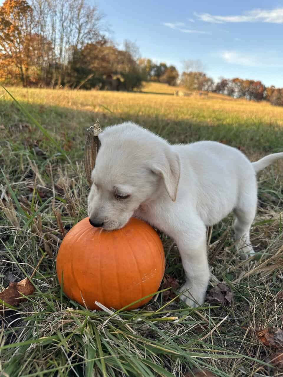 Yellow Lab Puppies image 5