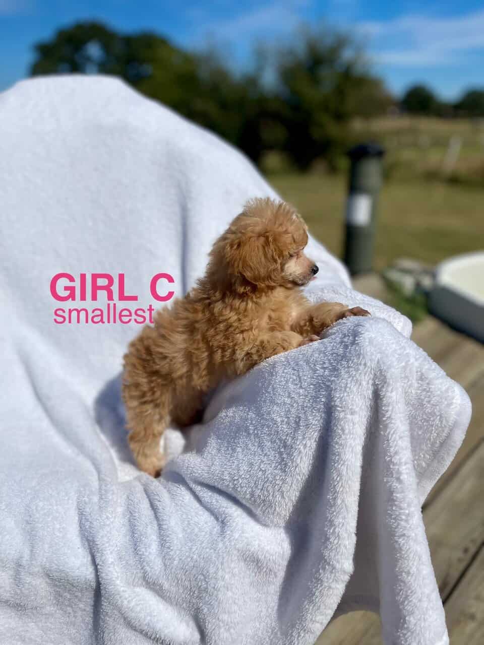 Toy Poodles DNA checked mom and Dad on Site image 2