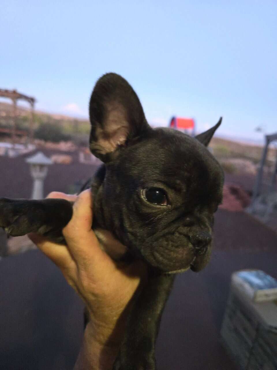 Frenchie Pups available for rehoming image 2
