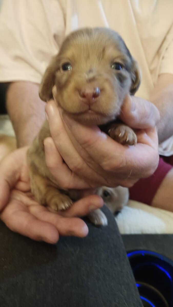 Miniature Doxies Puppies image 3