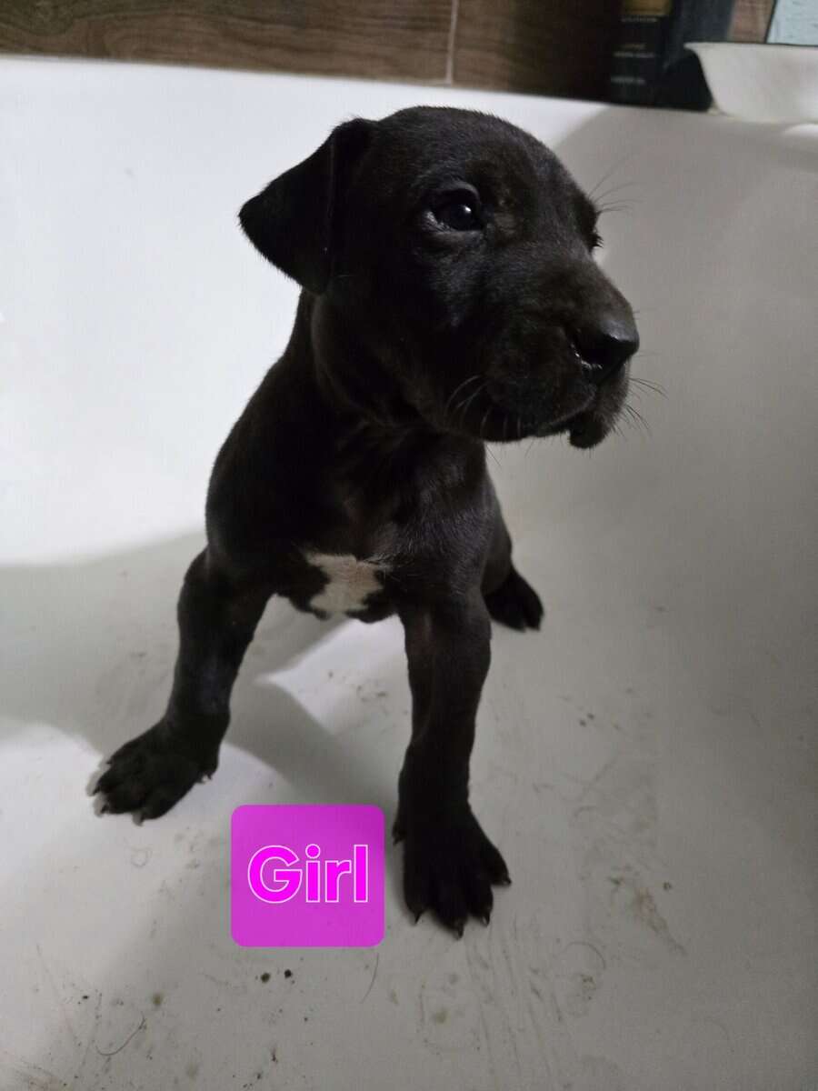 Great Dane puppies image 3