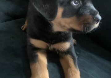 Female Rottweiler Pups