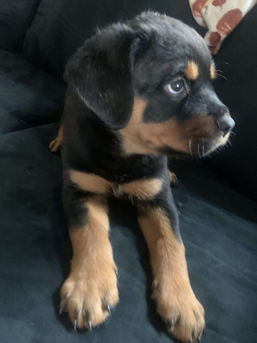 Female Rottweiler Pups image 1