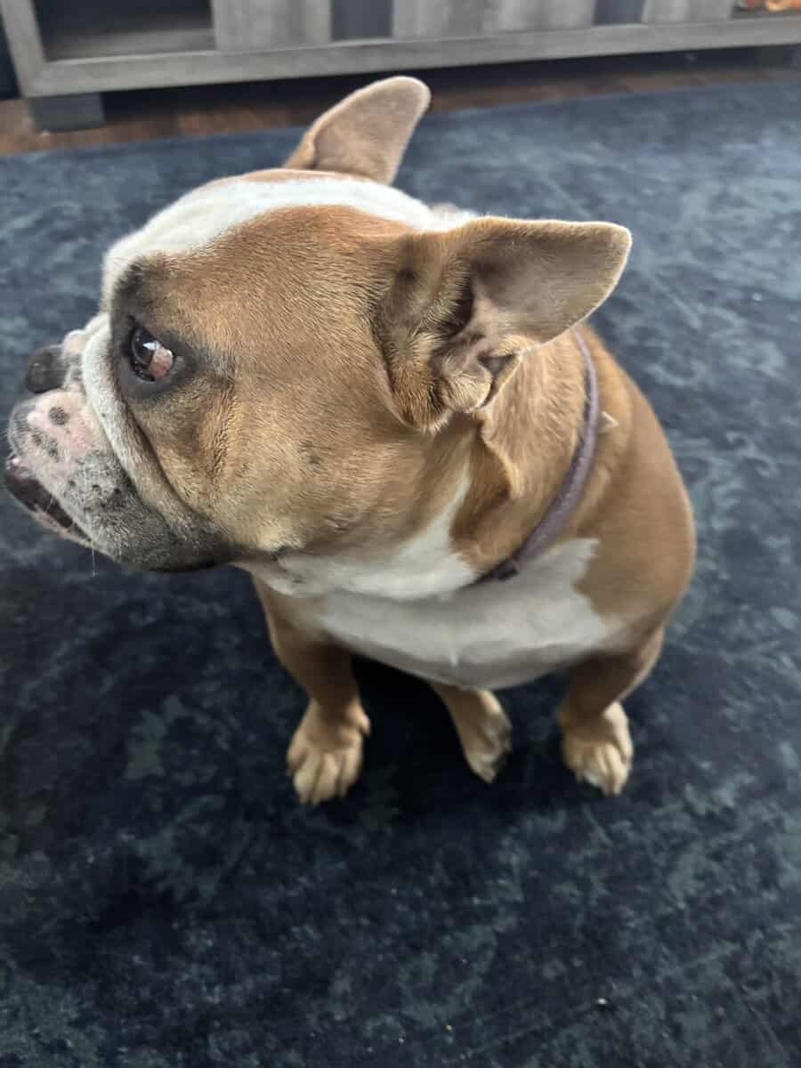 Rehoming Freelance Bulldog to loving home image 3