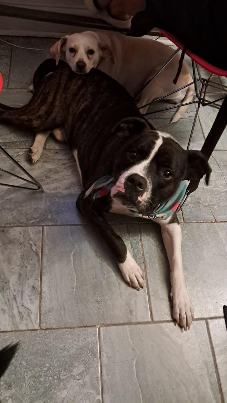 American staffordshire terrier and rat terrier image 8