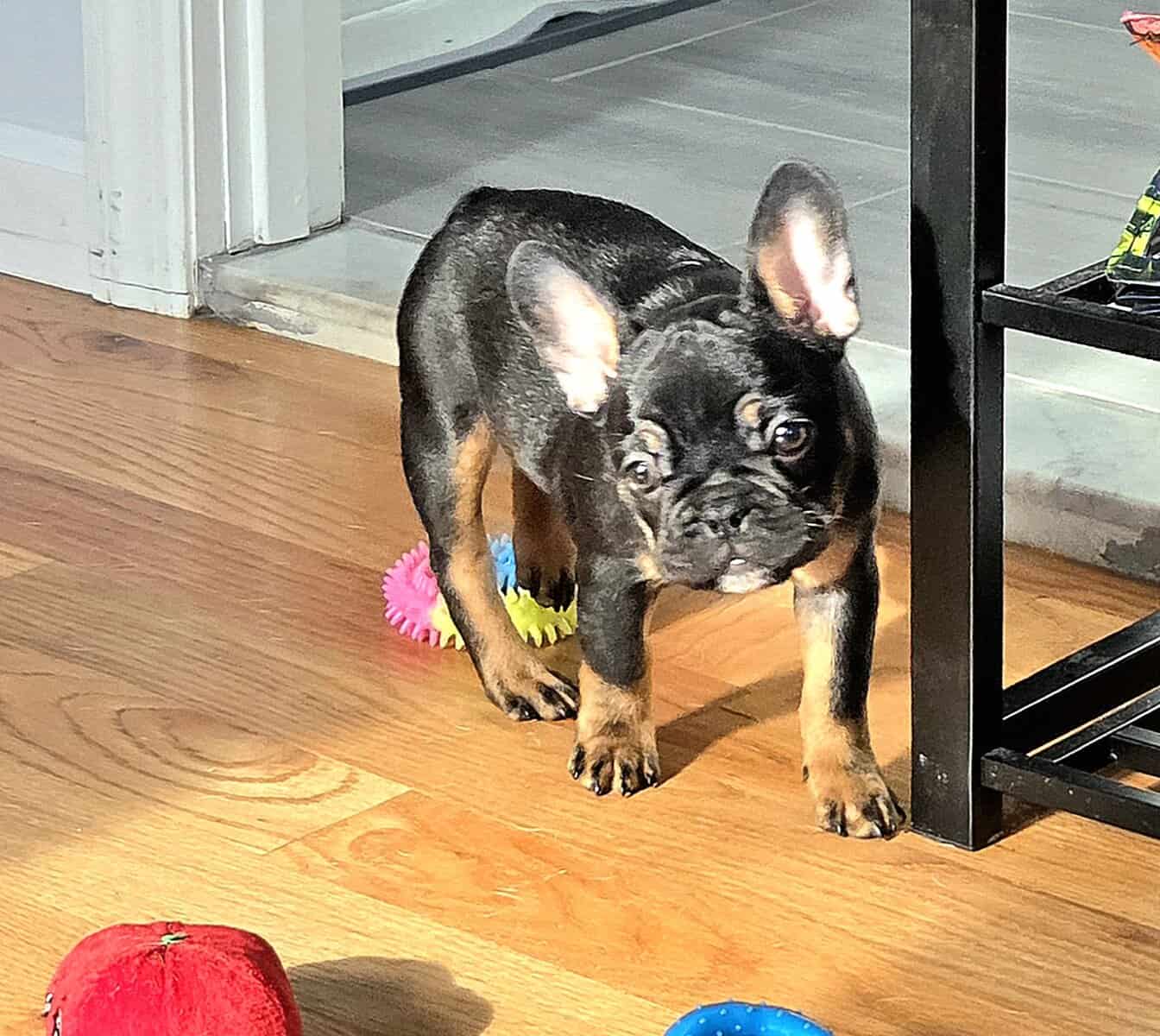 AKC Female frenchie for sale image 2