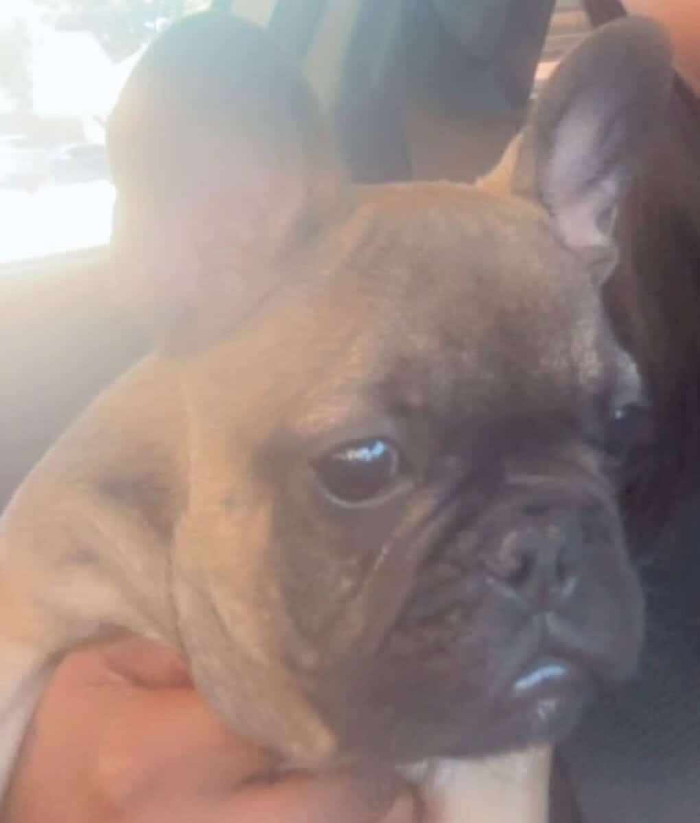 Frenchie image 2