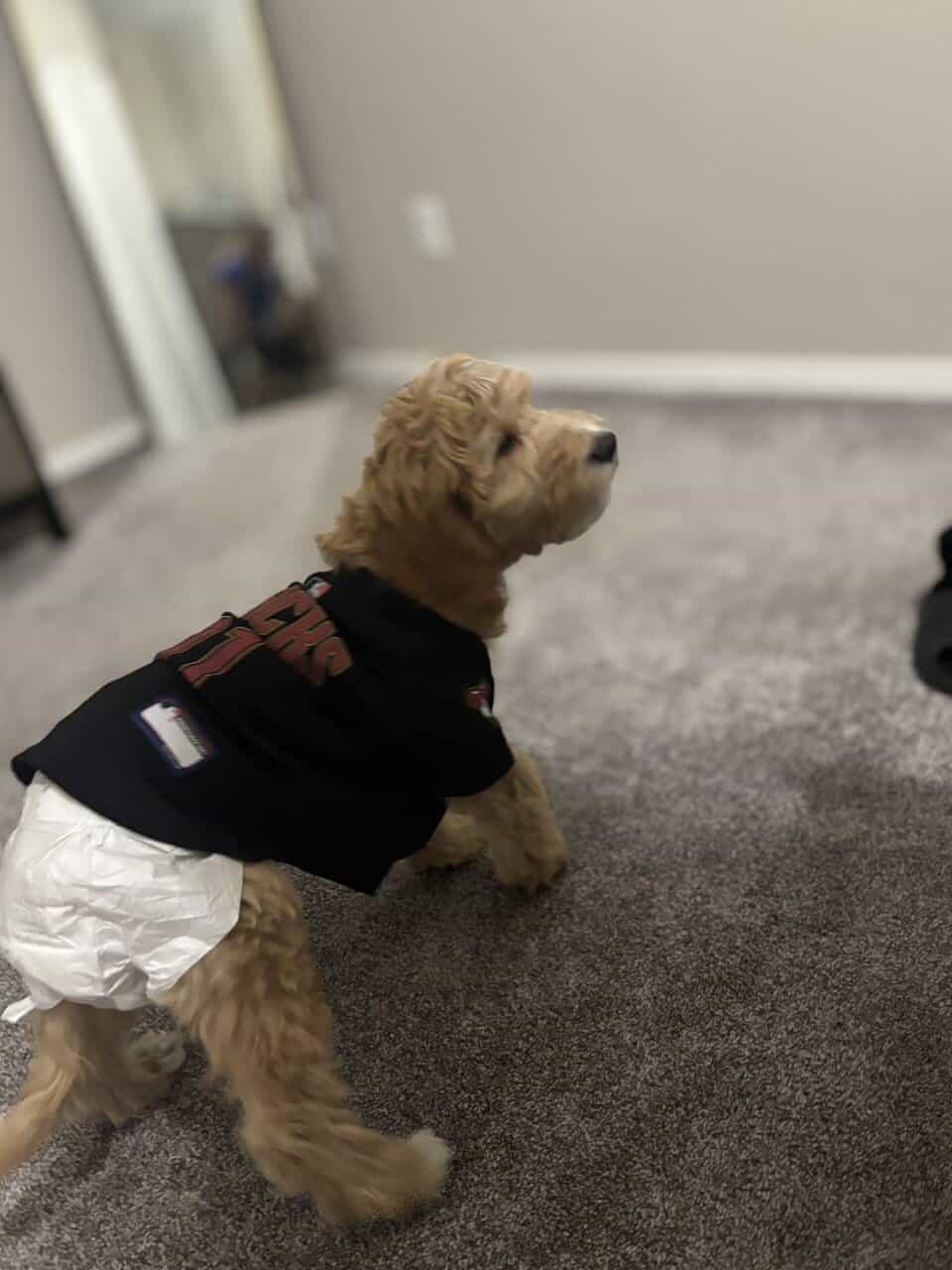 Golden doodle image 1