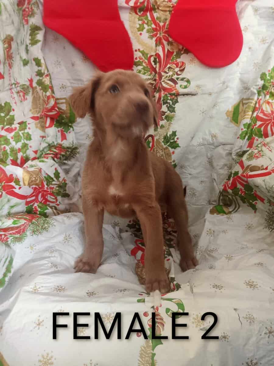 Doberman/staffordshire terrior image 1