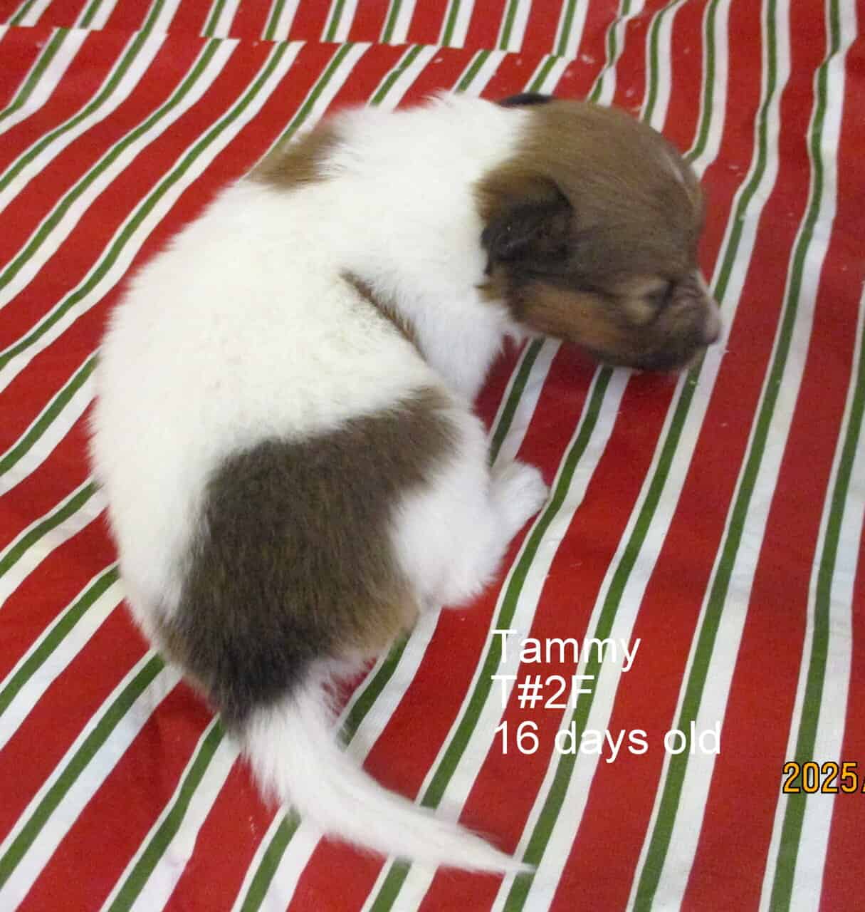 AKC Shetland Sheep Dog Puppies image 7