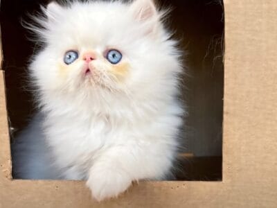 Himalayan Persian Kittens