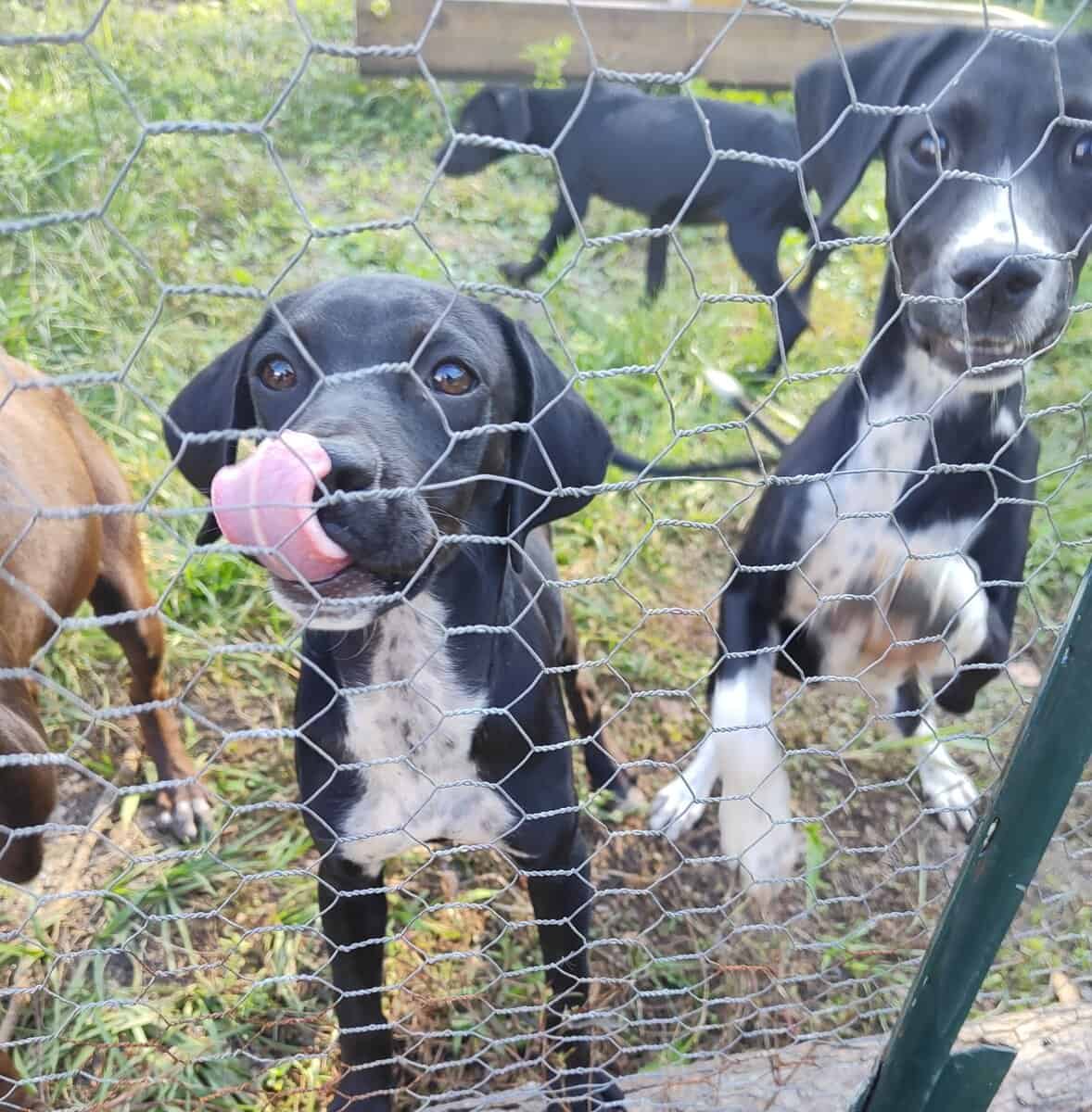 Puppies image 5