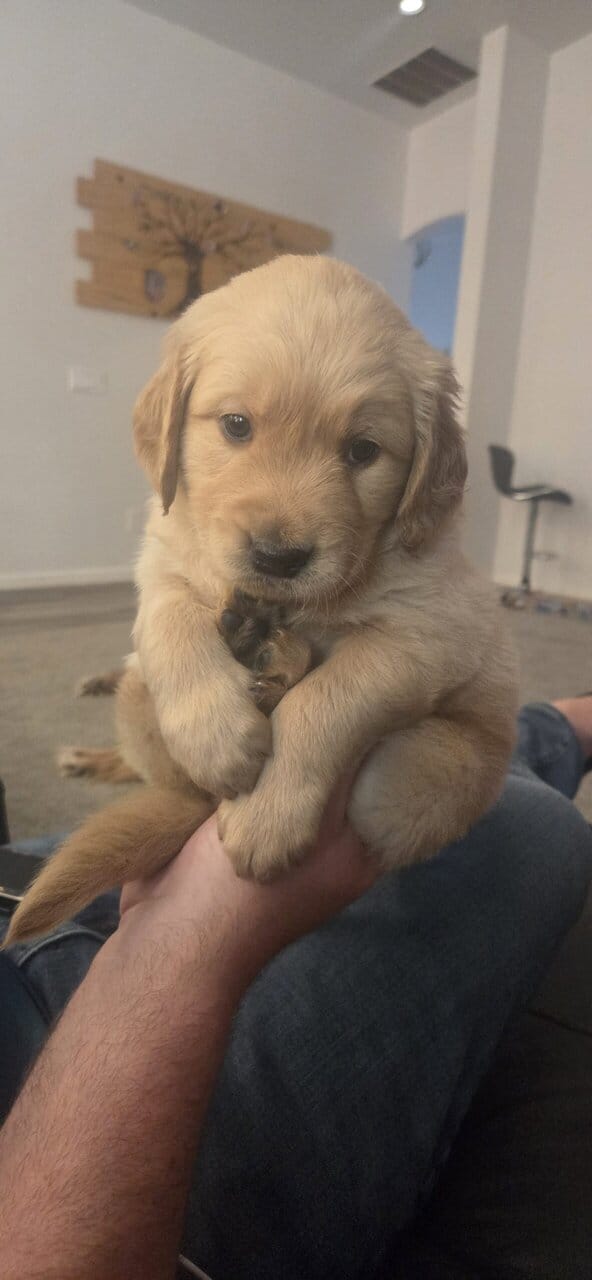 Golden Retriever puppies for sale image 4
