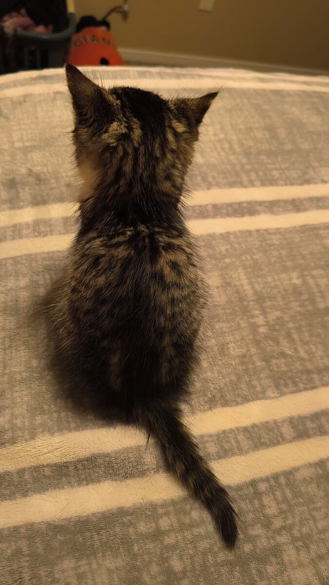 Rehoming 5-6 week old kitten image 7