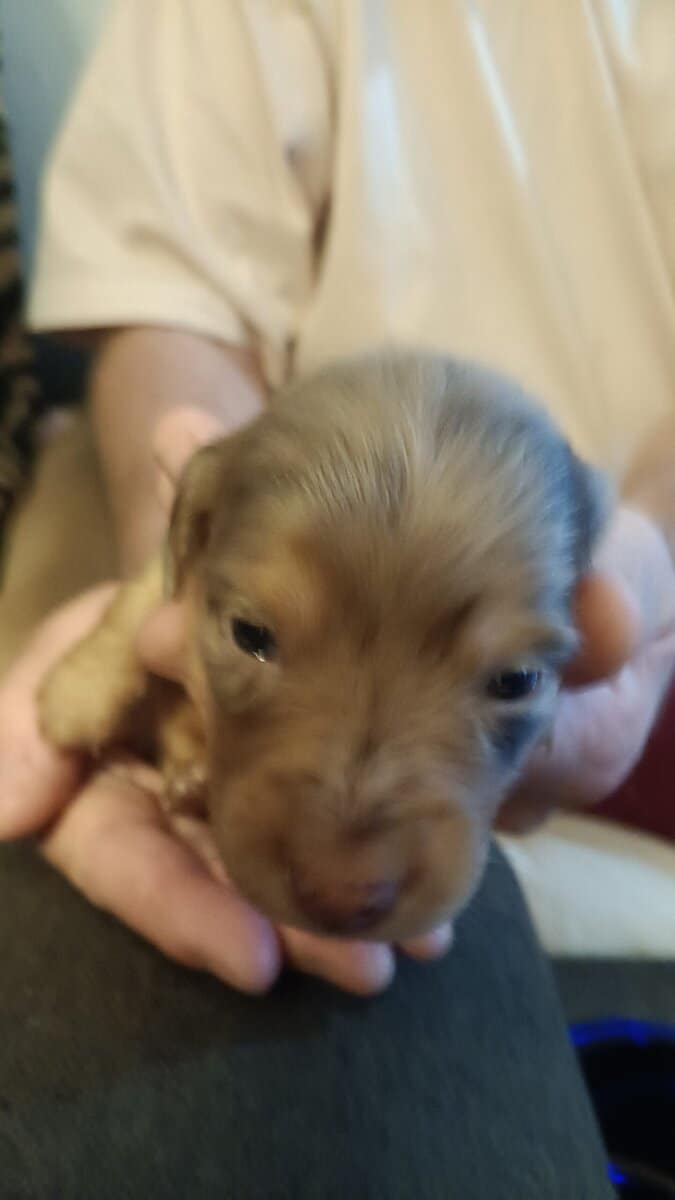 Miniature Dachshunds puppies image 3